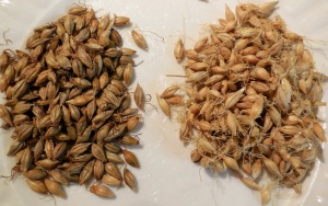 Brown malt on the left air-dried on the right.